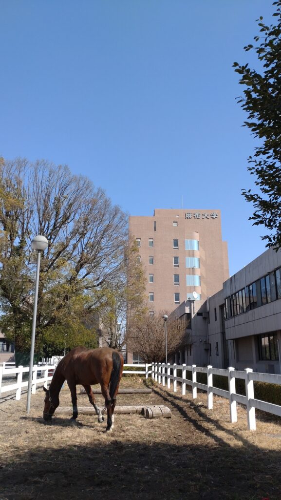 麻布大学 写真